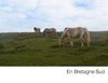 Souvenirs de Bretagne
