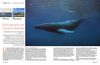 Bultrugwalvis op Oostkust Bonaire