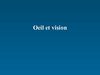 Système visuel ; oeil et vision