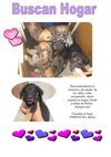 ADOPABLES Y ADOPTADOS