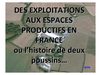 paysage de poussins