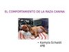 Comportament raça canina