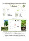 Jatropha