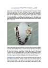 www.aypearl.com interpret the unusual gem___ Agate 