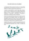 Trabajo en equipo los "gansos"