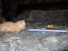 Le chaton et la perruche