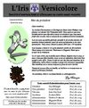 4ieme publication 09 Iris Versicolore
