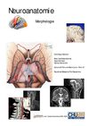 Neuroanatomie Morphologie