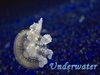 Underwater Scenes as Inspiration for Ocean Adventures Challenge