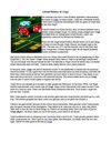 A Brief History of Craps
