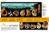 Kids | Géologie | Fossiles de l'Albien