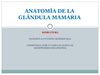 Anatomía de la glándula mamaria y composición de la leche