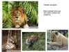 Animais