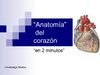anatomía del corazón