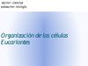 Organización de las células Eucariontes 