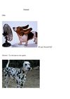 Animais preferidos do Luís