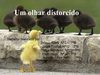Um olhar distorcido