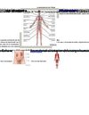 Al descubierto el cuerpo humano