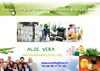 aloe vera sante et bien etre