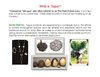 Tagua items website link-NLG jewelry selection
