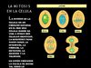 la mitosis en la celula