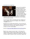 How to House Train a Beagle Puppy