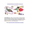 An Exquisite Collection of 2010 Rakhi, at lowest prices!