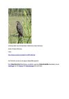 Schneckenweih Tiere Animals Natur SelMcKenzie Selzer-McKenzie