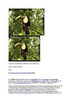 Tukan Tiere Animals Natur SelMcKenzie Selzer-McKenzie