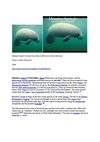 Manatee Seekuh Animals Tiere Natur SelMcKenzie Selzer-McKenzie