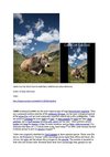 Cattle Cow Kuh Wind Tiere Animals Natur SelMckenzie Selzer-McKenzie