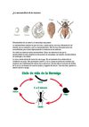 la metamorfosi