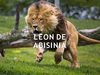 Exposicion Leon
