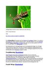 Stielaugenfliege Animals Tiere Natur SelMcKenzie Selzer-McKenzie