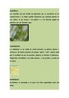 DICCIONARIO BOTANICO