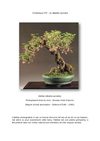 Les chronique de Toto25: Akebia Quinata