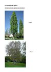 1ére S8:Images associées au cours sur la morphologie végétale (Cours, chapitre 2, grand I, parties 2 et 3).)