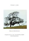 Un arbre par Toto25: instant poétique avec la nature (chronique 3)