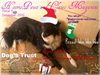 Hooves,Paws and Claws Magazine issue 3