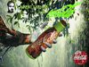 AFFICHE_Laurent-garnier-for-cocacola_NathanWillems