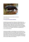 Flusspferd Nilpferd Animals Tiere Natur SelMcKenzie Selzer-McKenzie