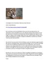 Puma Berglöwe Tiere Animals Natur SelMcKenzie Selzer-McKenzie