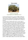Olea Europea