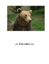 Les ours
