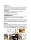 ARTS.PLASTIQUES-La.question.de.l.IMAGE.visuelle