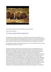 Moschusochsen Wildnis Tiere Animals SelMcKenzie Selzer-McKenzie