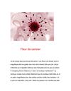 Fleur de cerisier Chapitre 1
