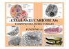 2º BAC AMPLIACION Presentacion T. 9 Celula eucariotica 1º Parte