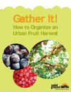 Gather It - How to Organize an Urban Fruit Harvest