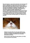 animales